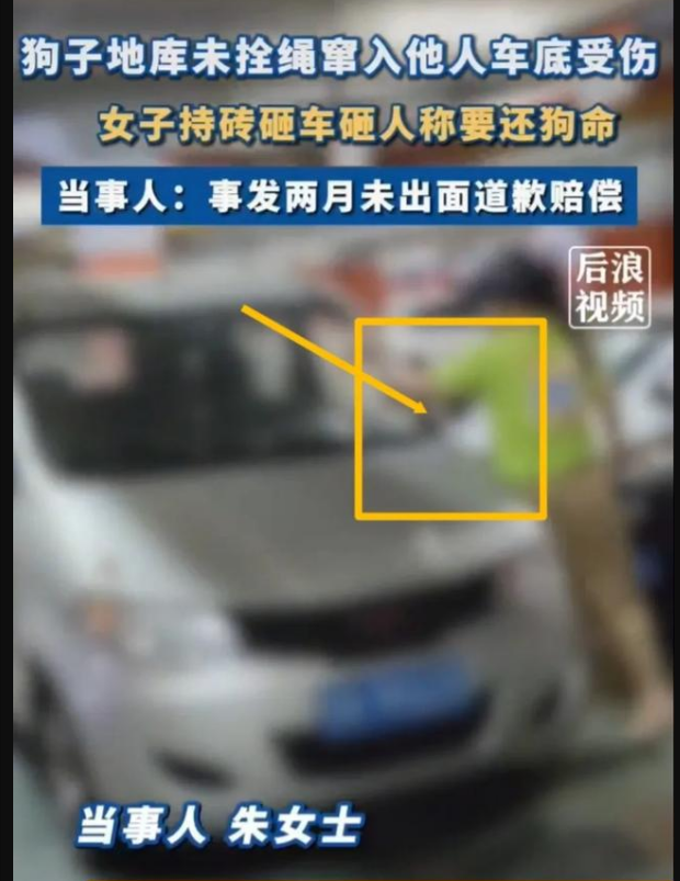 一女子因狗窜入车底受伤砸车,资深解答解释落实_特别款72.21127.13.