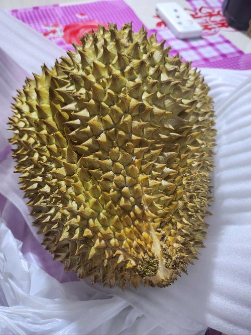 新澳门全年免费料新澳和金枕榴莲降价300多与金枕榴莲22元一斤贵吗