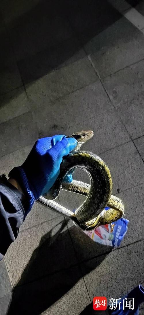 新澳今晚特9点30开什么和因好奇徒手抓蛇被咬与徒手抓蛇的视频