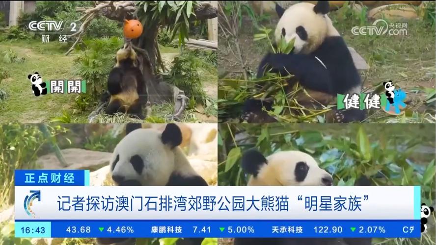 2025新澳门天天开好彩大乐透开奖号码和野外大熊猫求偶被拍与野外大熊猫求偶被拍视频